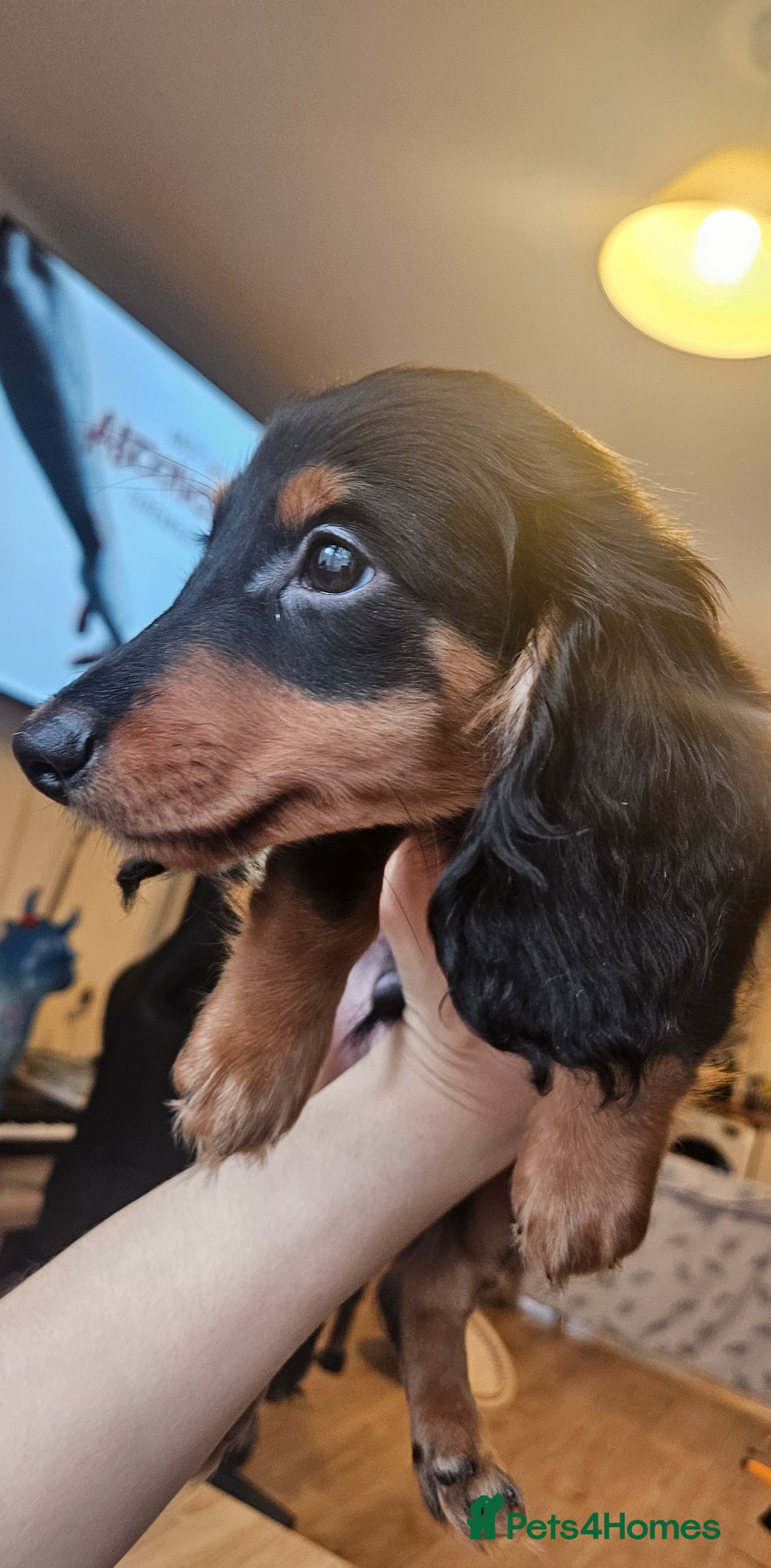 Miniature Dachshund dogs for sale: Ready now 🩵🩵🩵🩷 - Advert 6