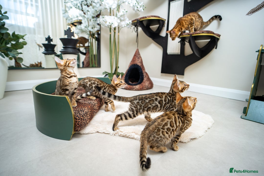 Bengal cats for sale: One of the kind Bengal Female -TICA reg.-Wild look - Image 32