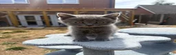 Mixed Breed cats for sale: Ragdoll x BSH/Scottish Fold Kitten - Advert 5
