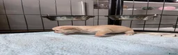 Chihuahua dogs for sale: Smooth coat chihuahua puppies  - Advert 20