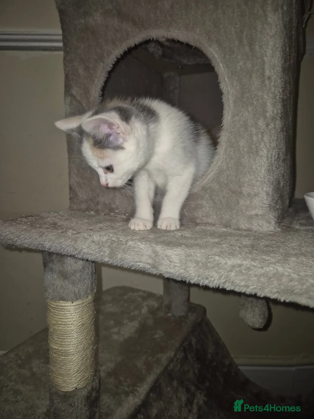 Mixed Breed cats for sale: Gorgeous kittens  - Advert 24