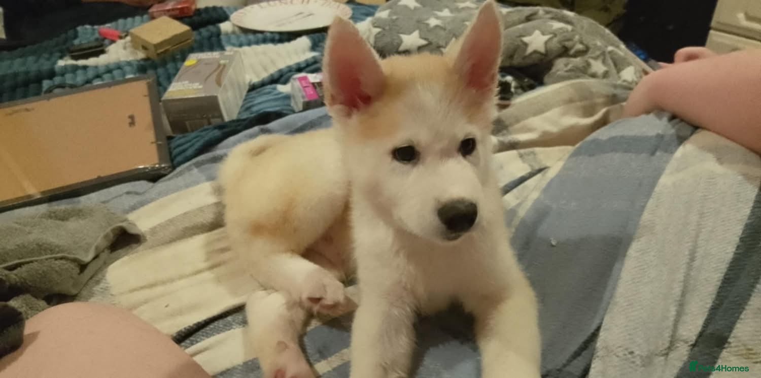 Akita dogs 7 MONTH OLD ALKITA MALE PUPPY FOR SALE - Advert 1