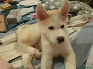 Akita dogs 7 MONTH OLD ALKITA MALE PUPPY FOR SALE - Advert 6