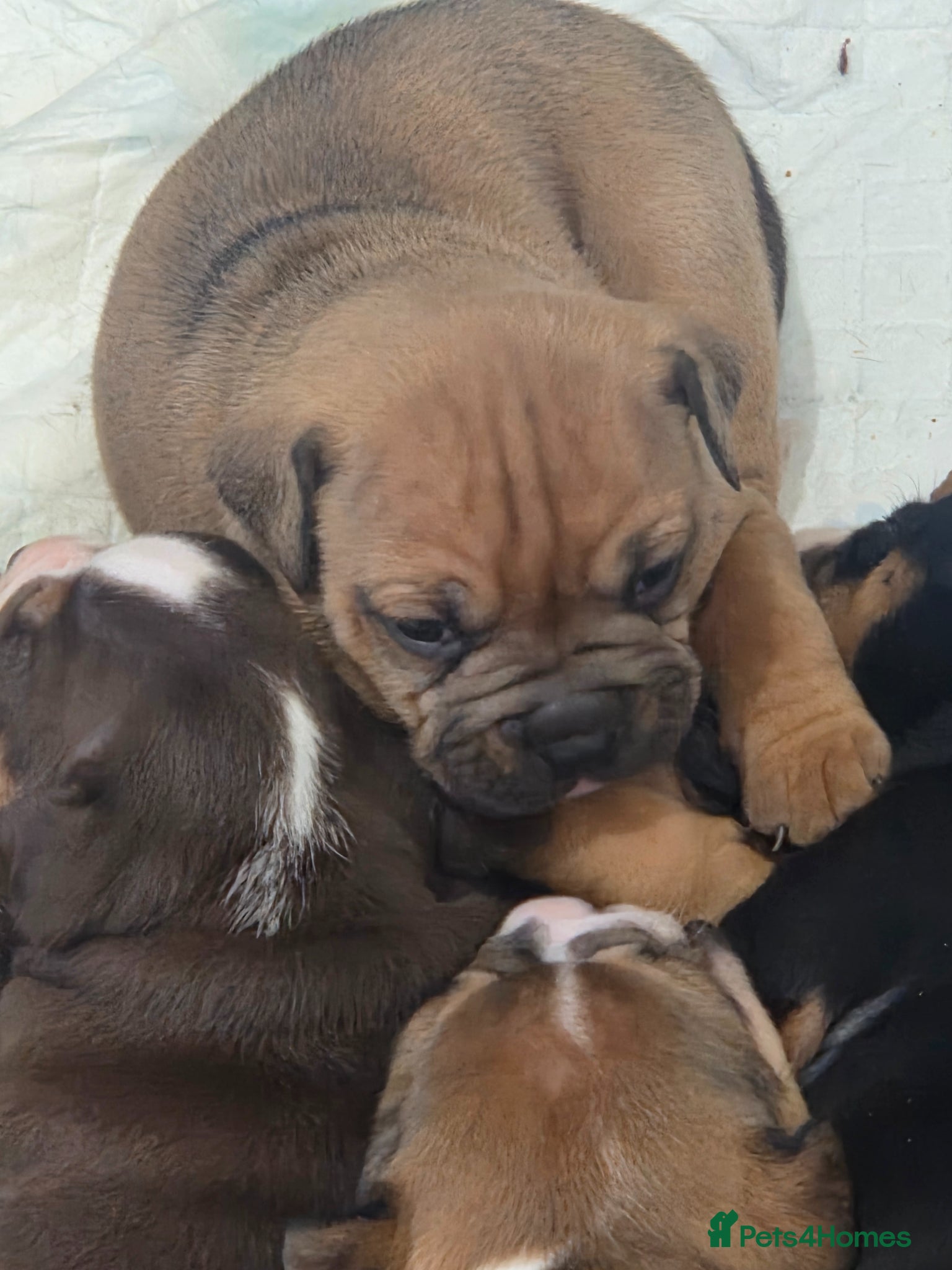 Olde English Bulldogge dogs Olde english bulldogee - Advert 1