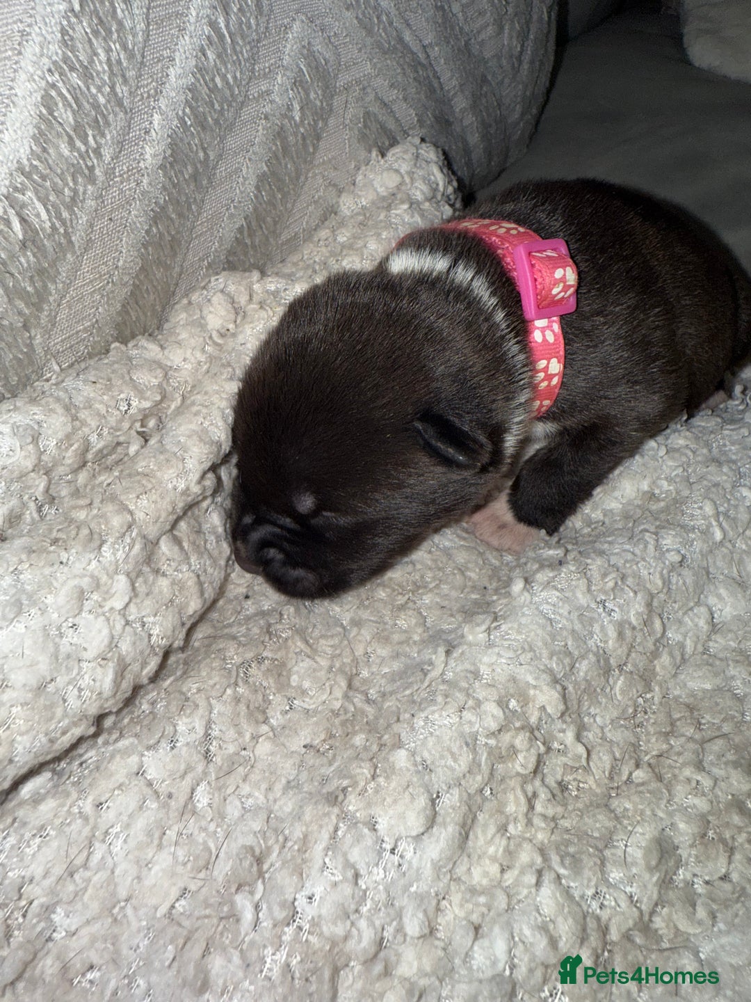 Mixed Breed dogs for sale: Cane corso hybrid Akita’s  - Advert 10