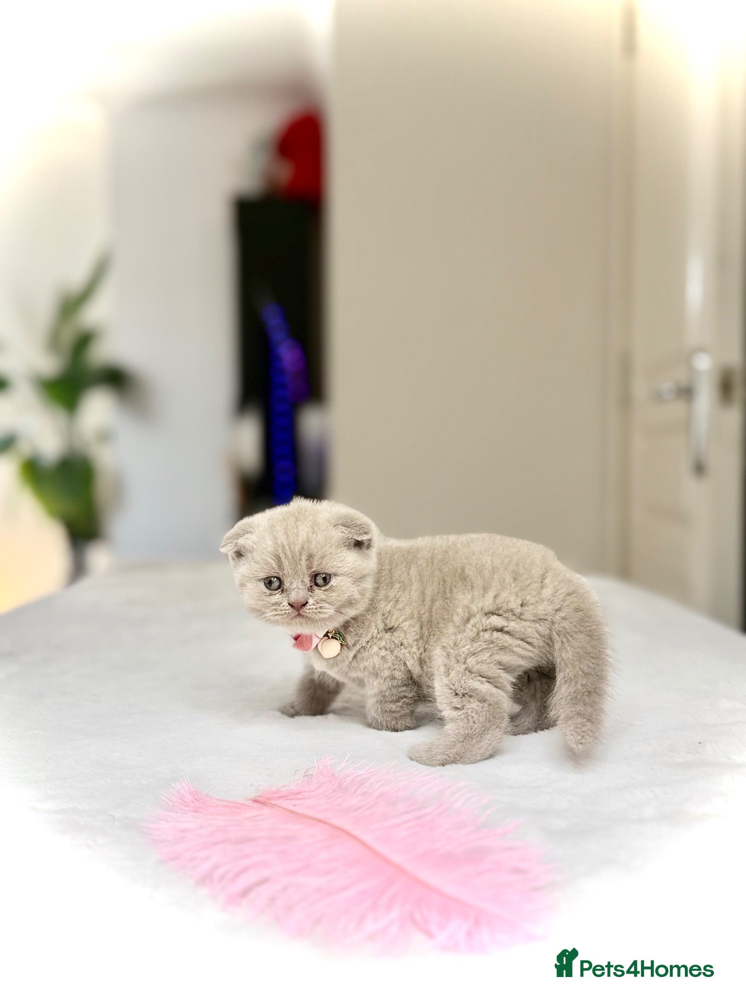Scottish Fold cats Scottish fold - Advert 2
