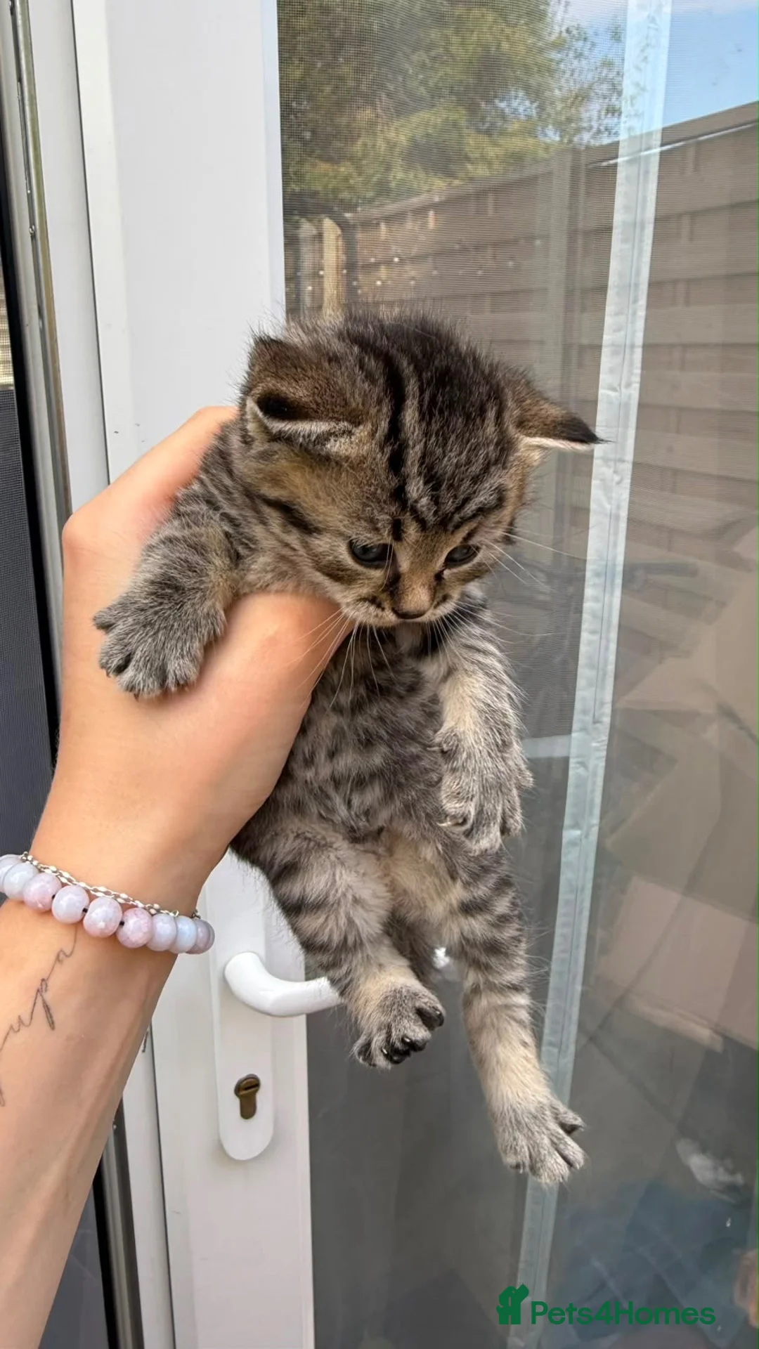 British Shorthair cats for sale: 4 kittens  in Hatfield - Advert 12