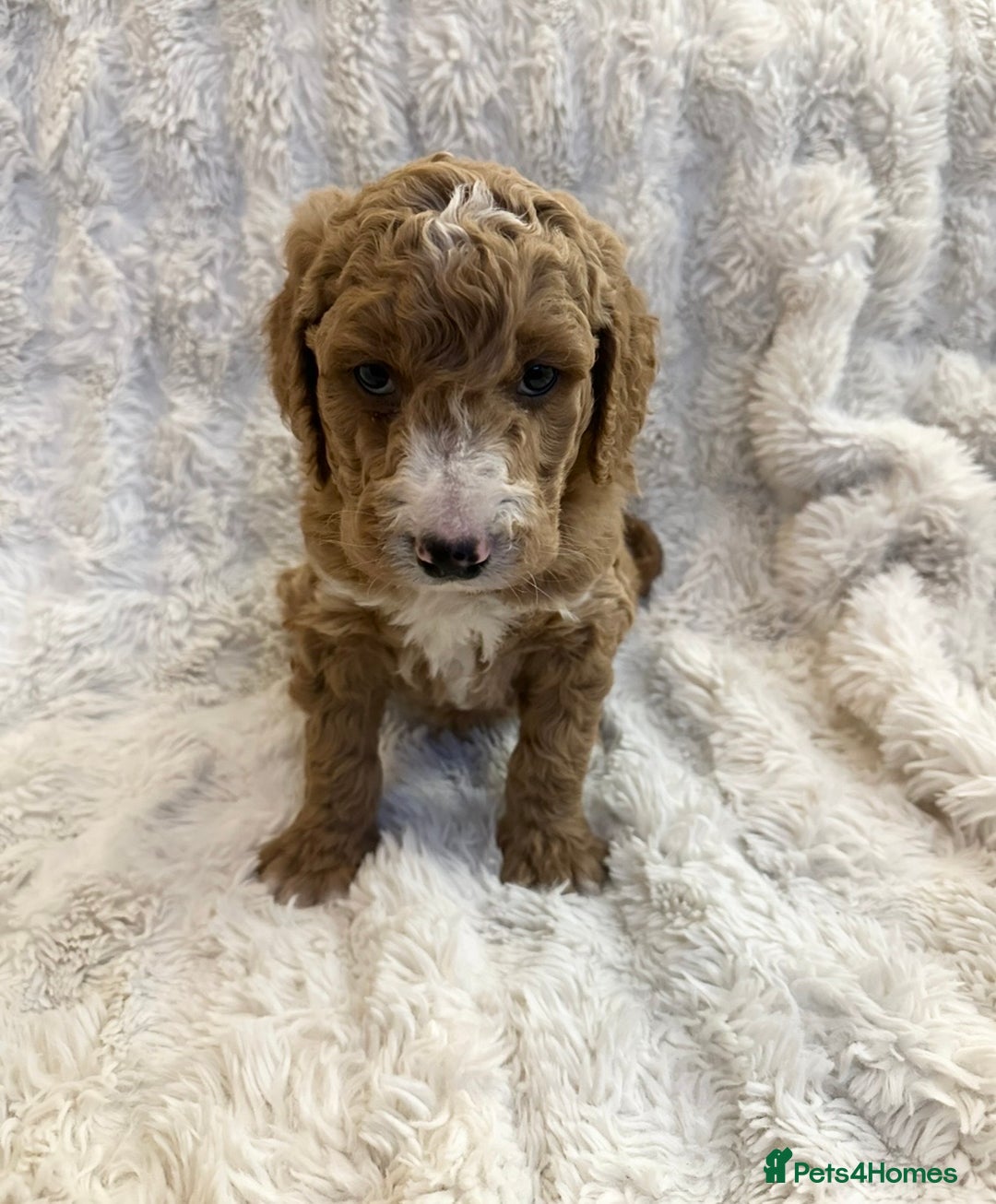 Goldendoodle dogs for sale: Beautiful golden doodles  - Advert 23
