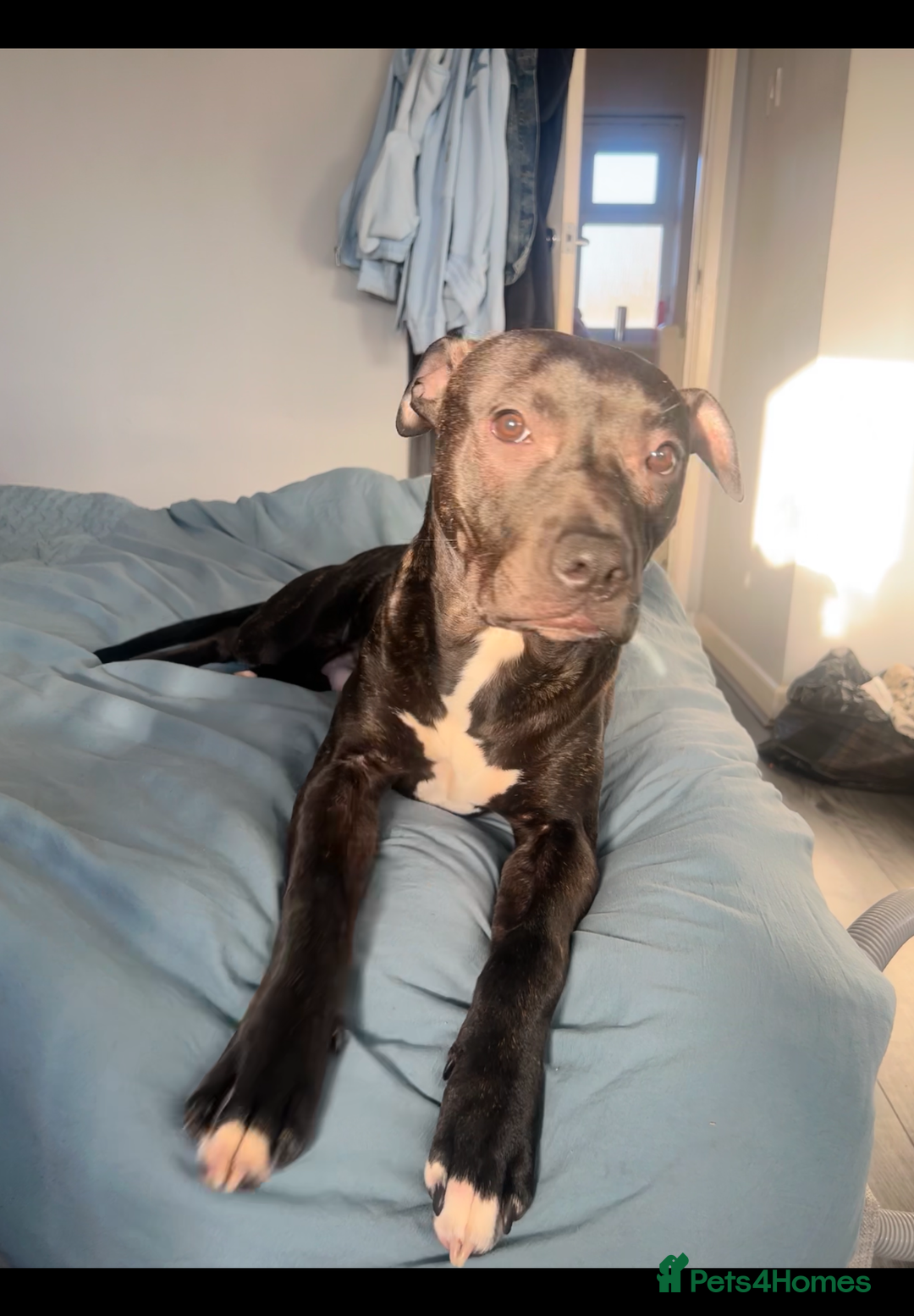 Mixed Breed dogs for sale: Staffy mix brindle male - Image 7