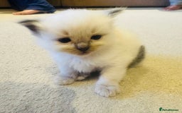 Ragdoll cats for sale: Cute & Gorgeous Purebred Bluepoint Ragdoll Kittens - Image 6