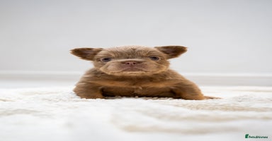 French Bulldog dogs - Advert 7