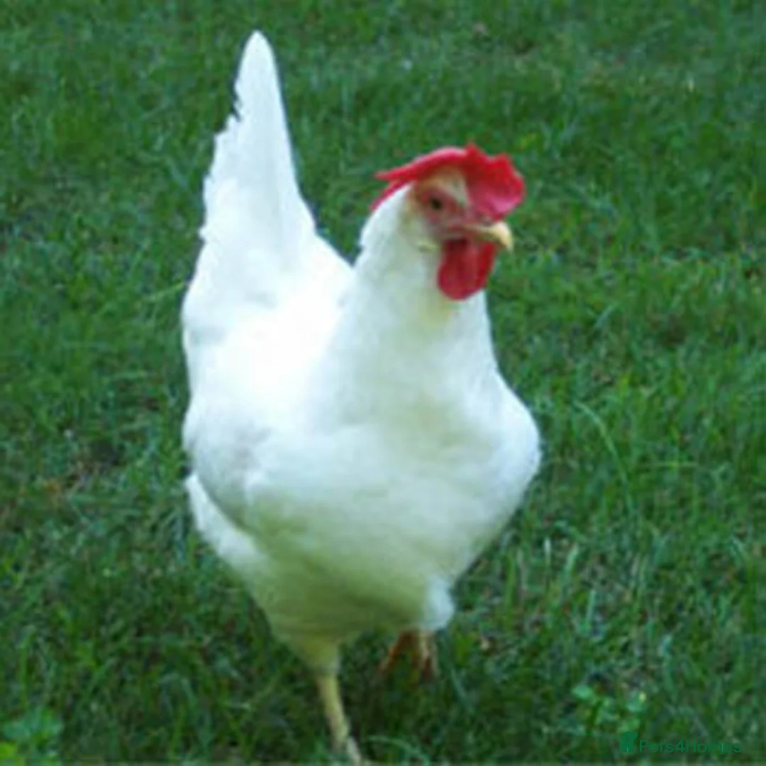 Chickens poultry for sale: Hybrid Hens Point of lay - Advert 2