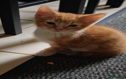 Mixed Breed cats for sale: Gorgeous kittens ready for new home now - Image 3