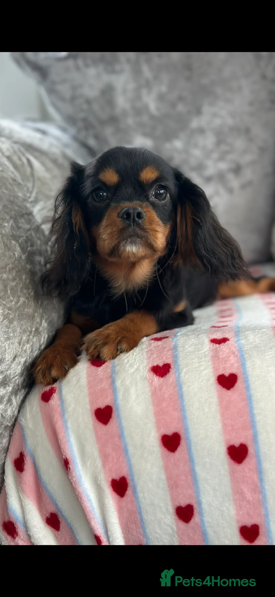 Cavalier King Charles Spaniel dogs for sale: KC registered Cavalier Puppies  - Advert 1