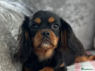 Cavalier King Charles Spaniel dogs KC registered Cavalier Puppies - Advert 4