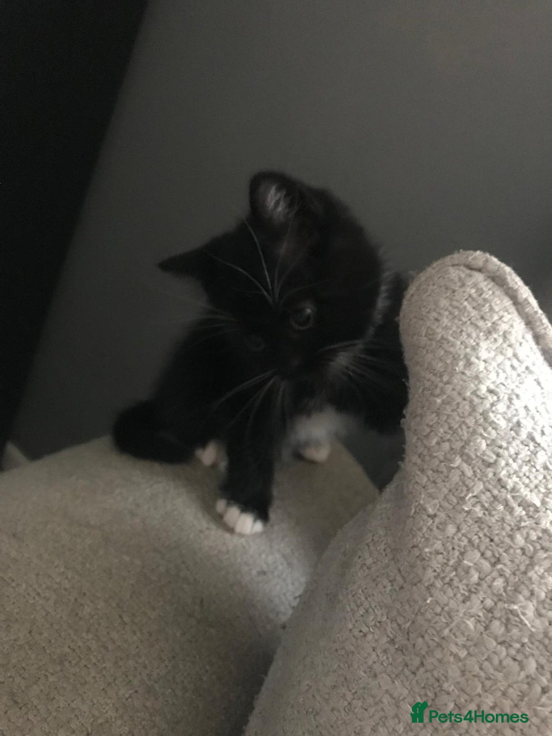 Mixed Breed cats for sale: Male black and white kitten  - Advert 5