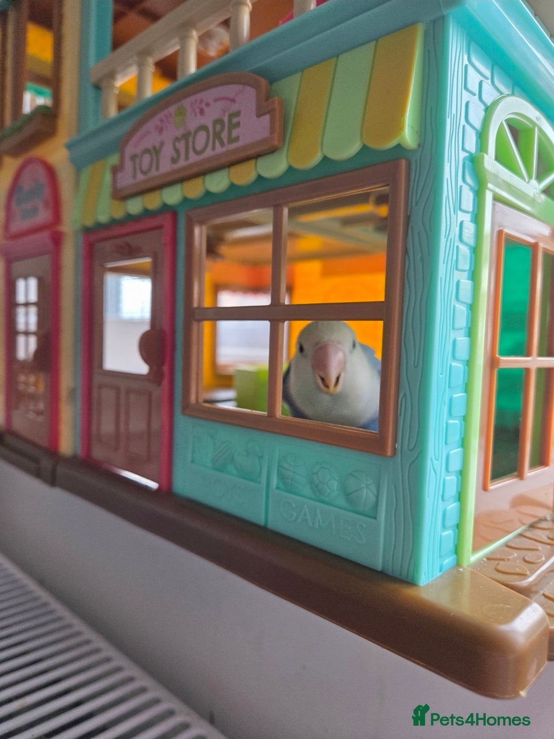 Lovebirds birds for sale: Blue Opaline Playful lovebird - Advert 2