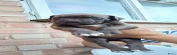 American Bull Staffy dogs for sale: American bull - Advert 13