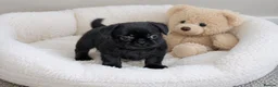 Mixed Breed dogs for sale: French bulldog Shih Tzu  - Advert 9