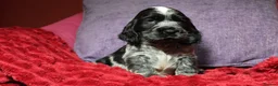 Cocker Spaniel dogs for sale: Health tested parents, Stunning little cherubs - Advert 26