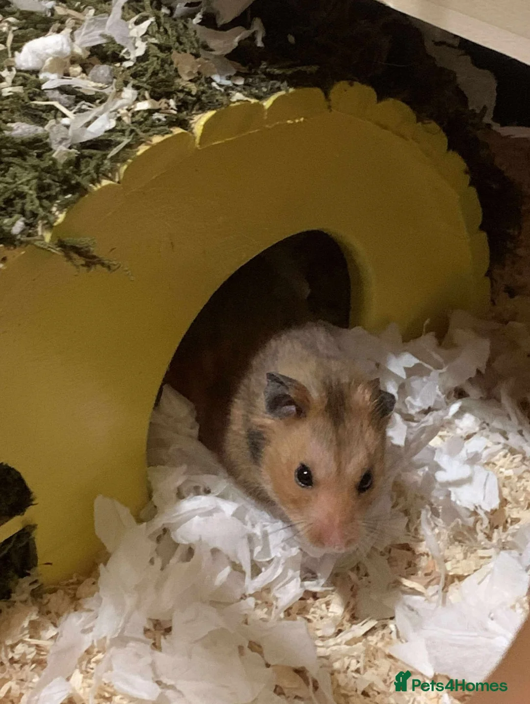 Hamster rodents for sale: Hamster for adoption  - Advert 3