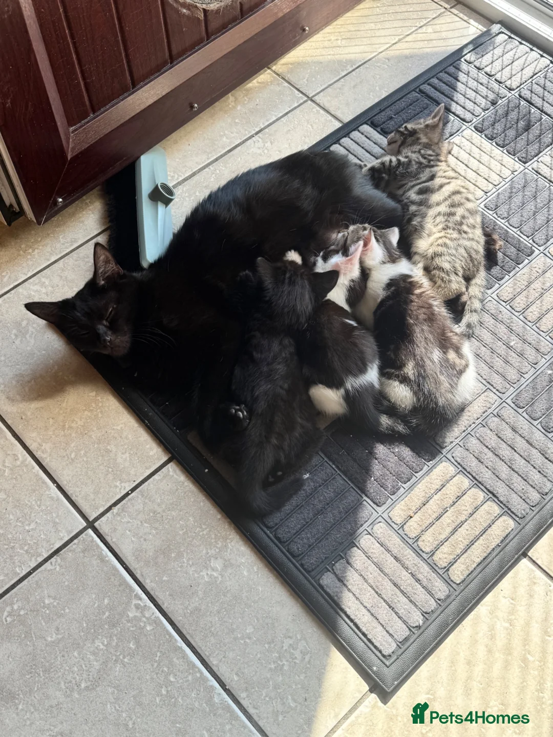 Mixed Breed cats for sale: 3 Beautiful kittens - Advert 15