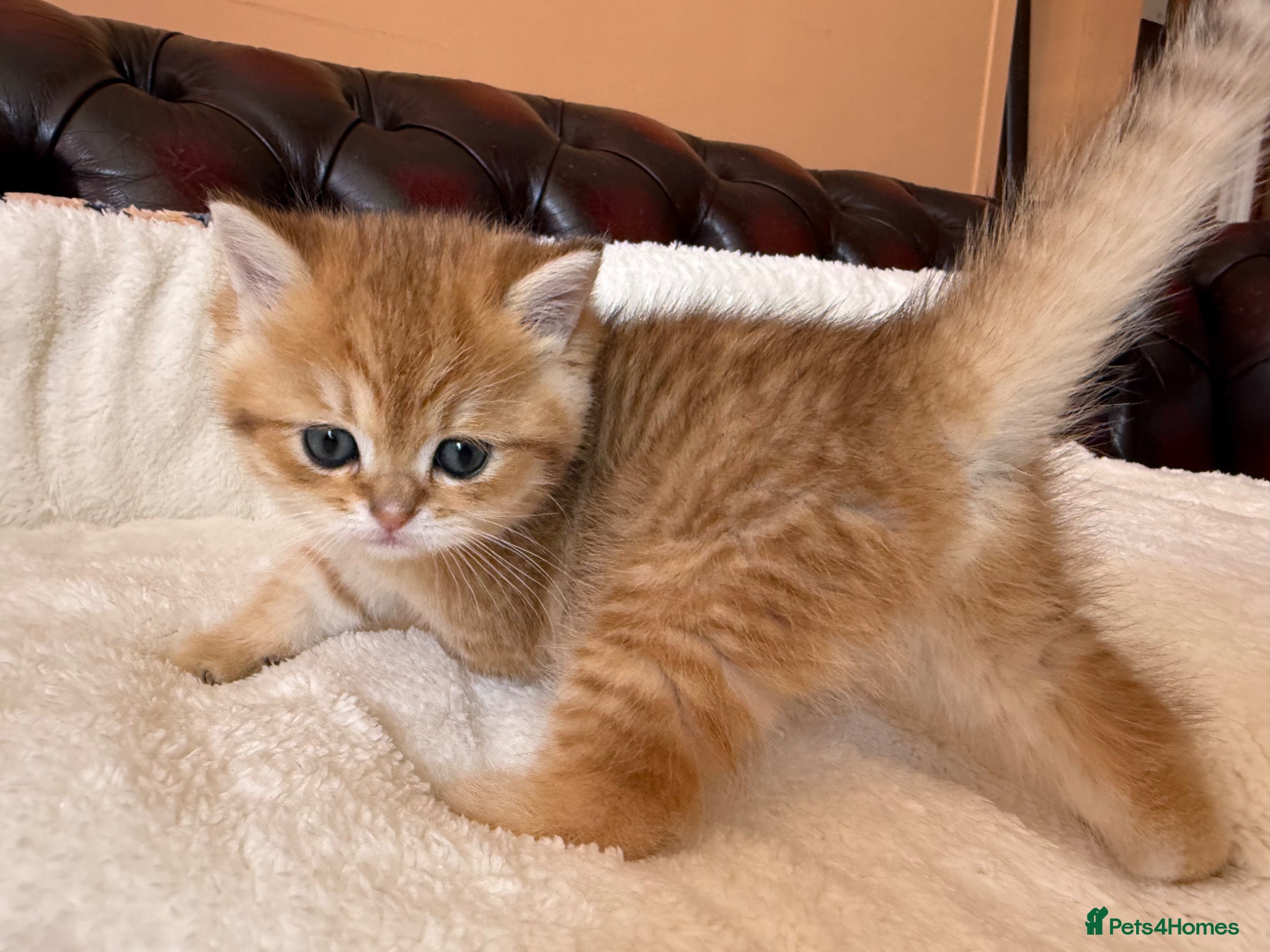 British Shorthair cats Top quality Golden BSH - Advert 1