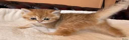 British Shorthair cats for sale: Top quality Golden BSH - Advert 16