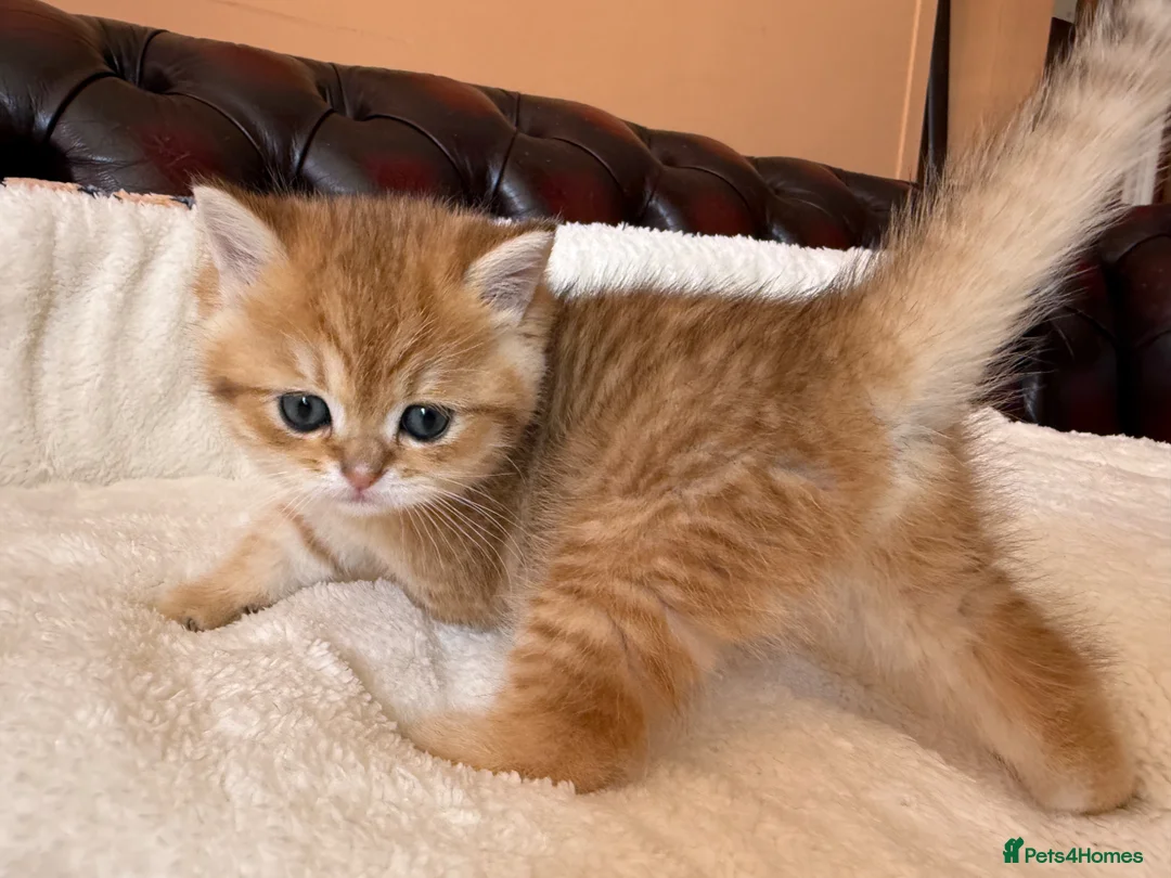British Shorthair cats for sale: Ready £1200 female Golden BSH - Advert 1