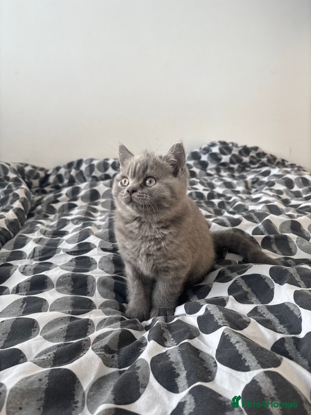 British Shorthair cats for sale: 2 Pure Breed British Shorthairs - Advert 3