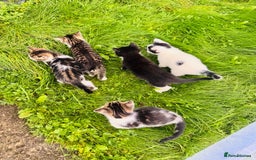 Domestic Shorthair cats for sale: Adorable Kittens Looking for Loving Homes 🐾 - Image 1