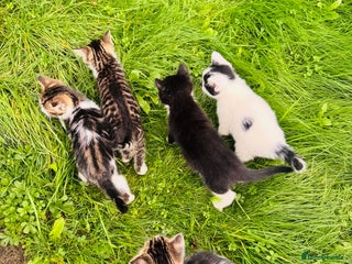 Domestic Shorthair cats for sale - Advert 1