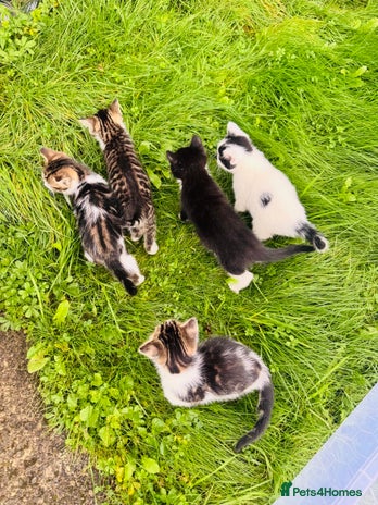 Domestic Shorthair cats - Advert 1