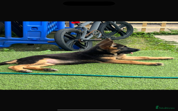 German Shepherd dogs for sale:  German Shepard puppies READY TO LEAVE  - Image 6