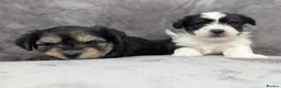 Chorkie dogs for sale: Chorkie puppies  - Advert 6