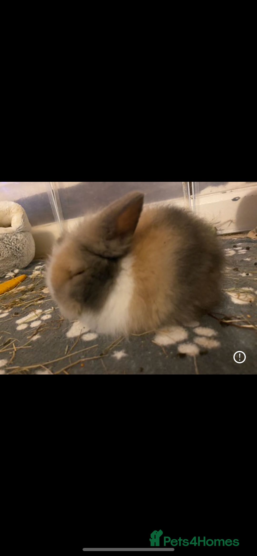 Lionhead rabbits for sale: ⭐️Beautiful lionhead bunnies⭐️ - Advert 14