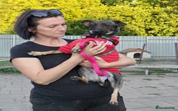 Mixed Breed dogs for adoption: 💖🐶 MALVA 🐶💖 - Image 5