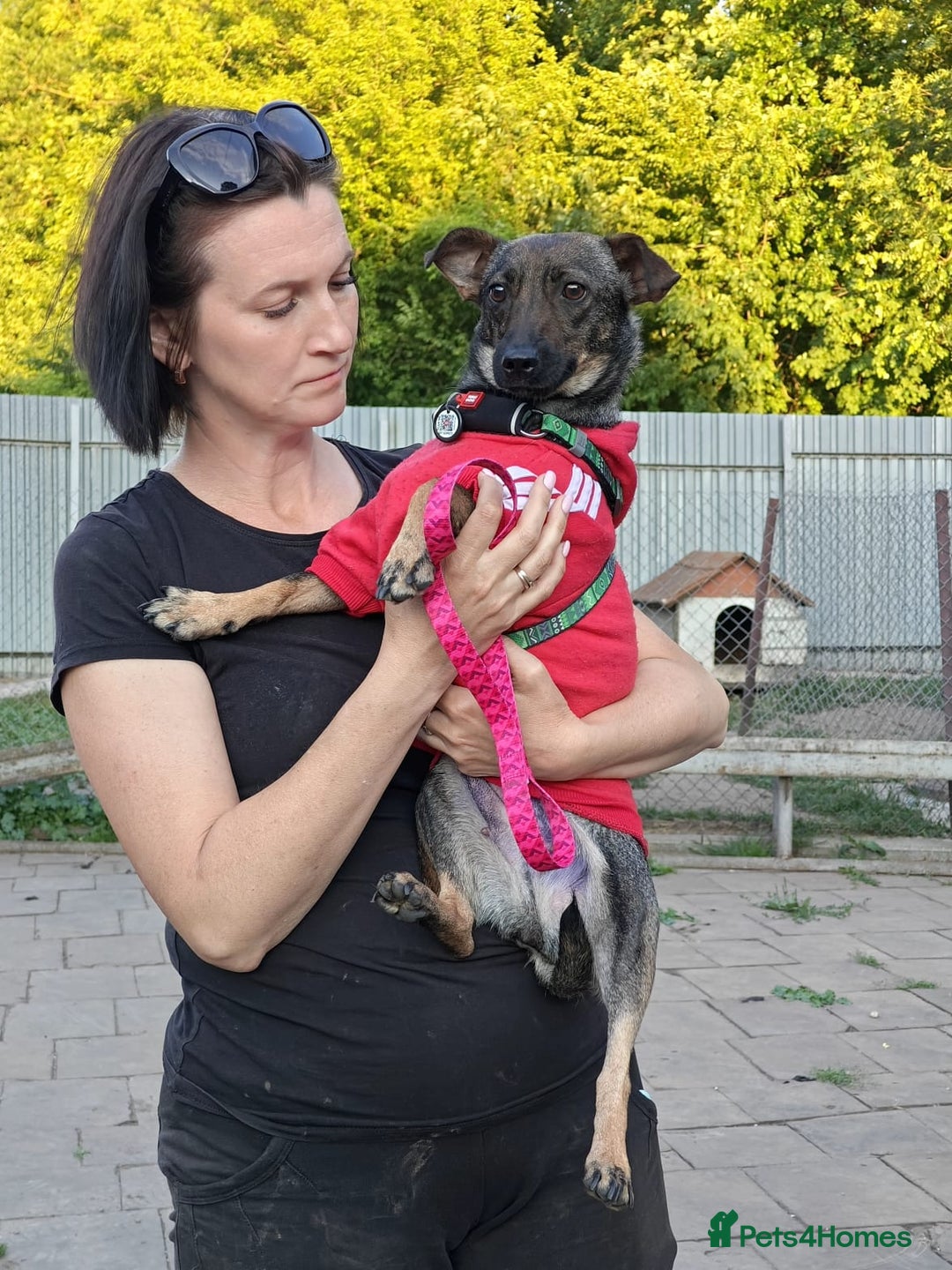 Mixed Breed dogs for adoption: 💖🐶 MALVA 🐶💖 - Image 5