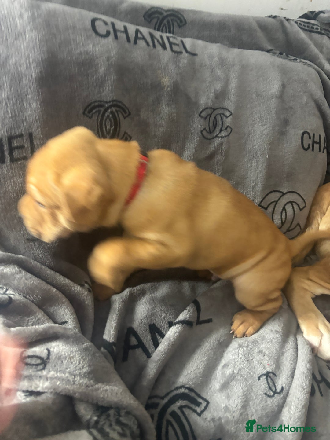 Mixed Breed dogs for sale: Staff/shar pei puppies - Advert 5