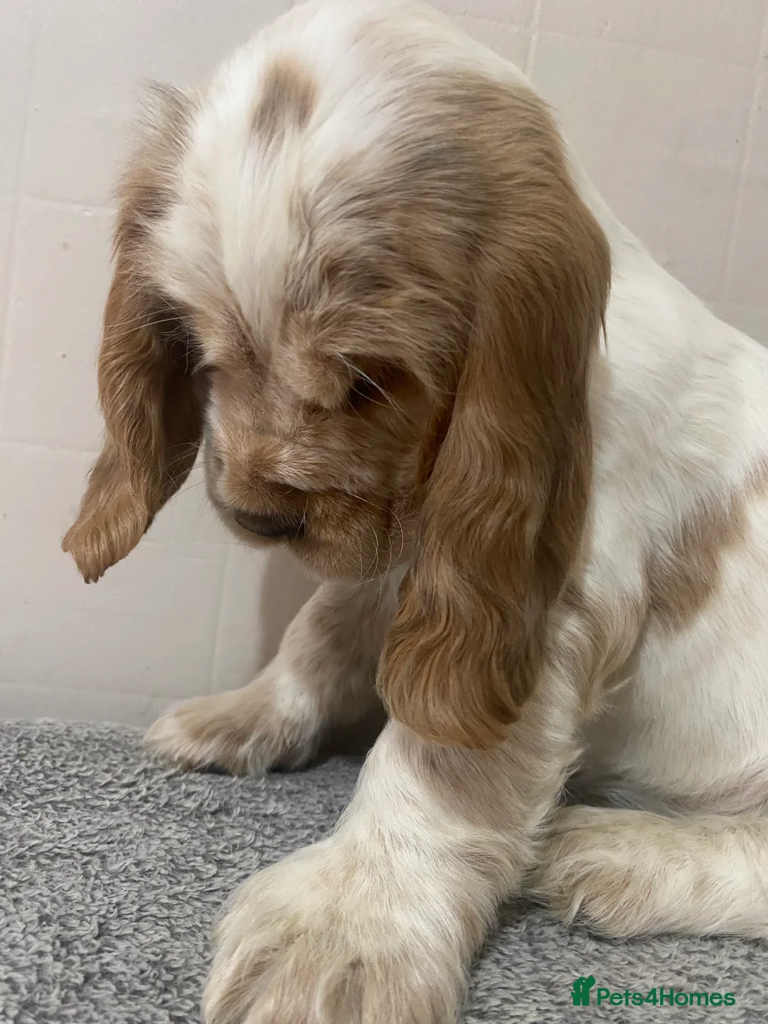 Cocker Spaniel dogs for sale: ‘Show Type’ Cocker Spaniel Puppies. KC Registered. - Advert 28
