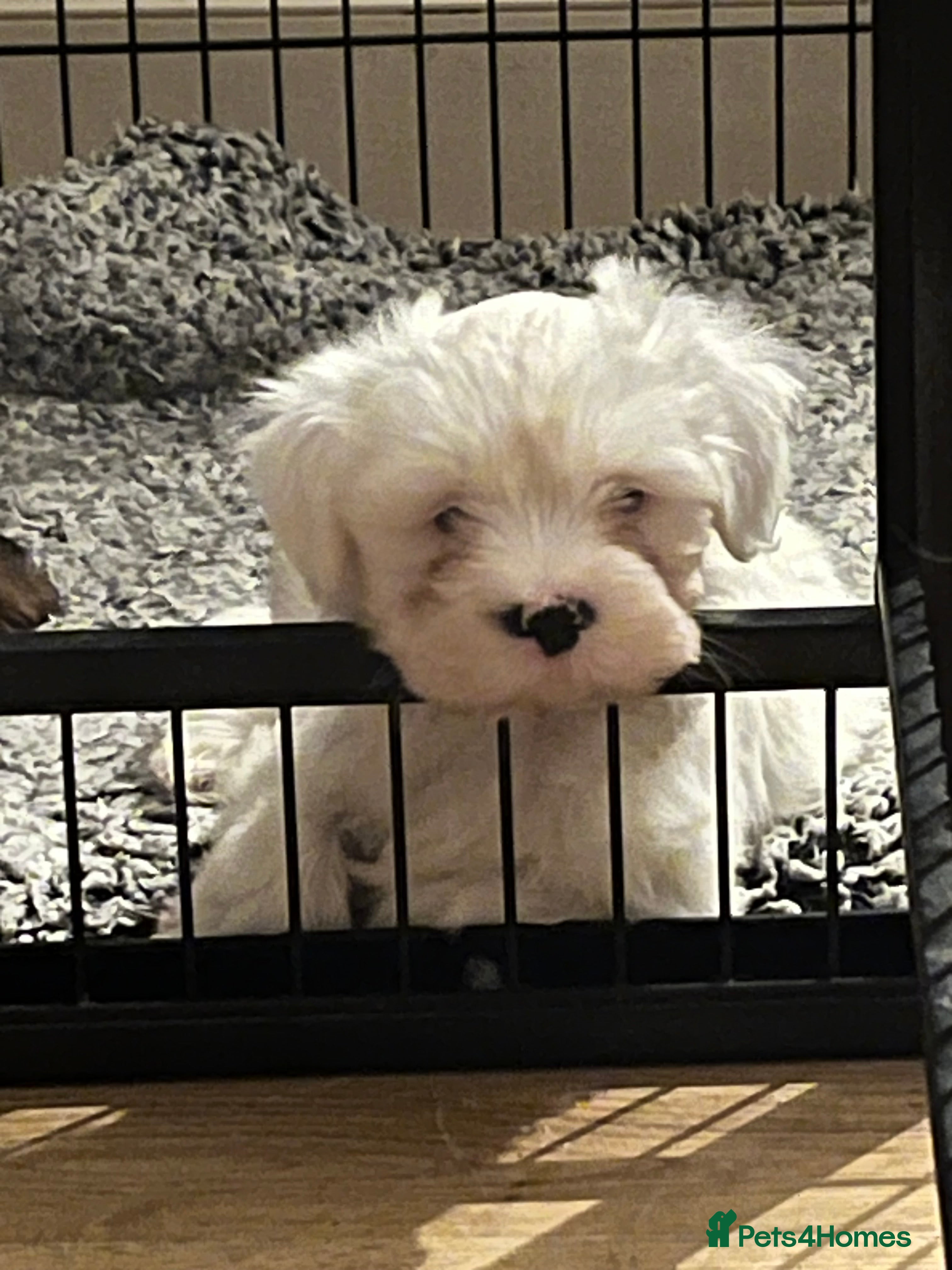 Tibetan Terrier dogs Tibetan terrier puppies for sale  - Advert 4