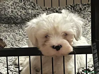 Tibetan Terrier dogs Tibetan terrier puppies for sale - Advert 4