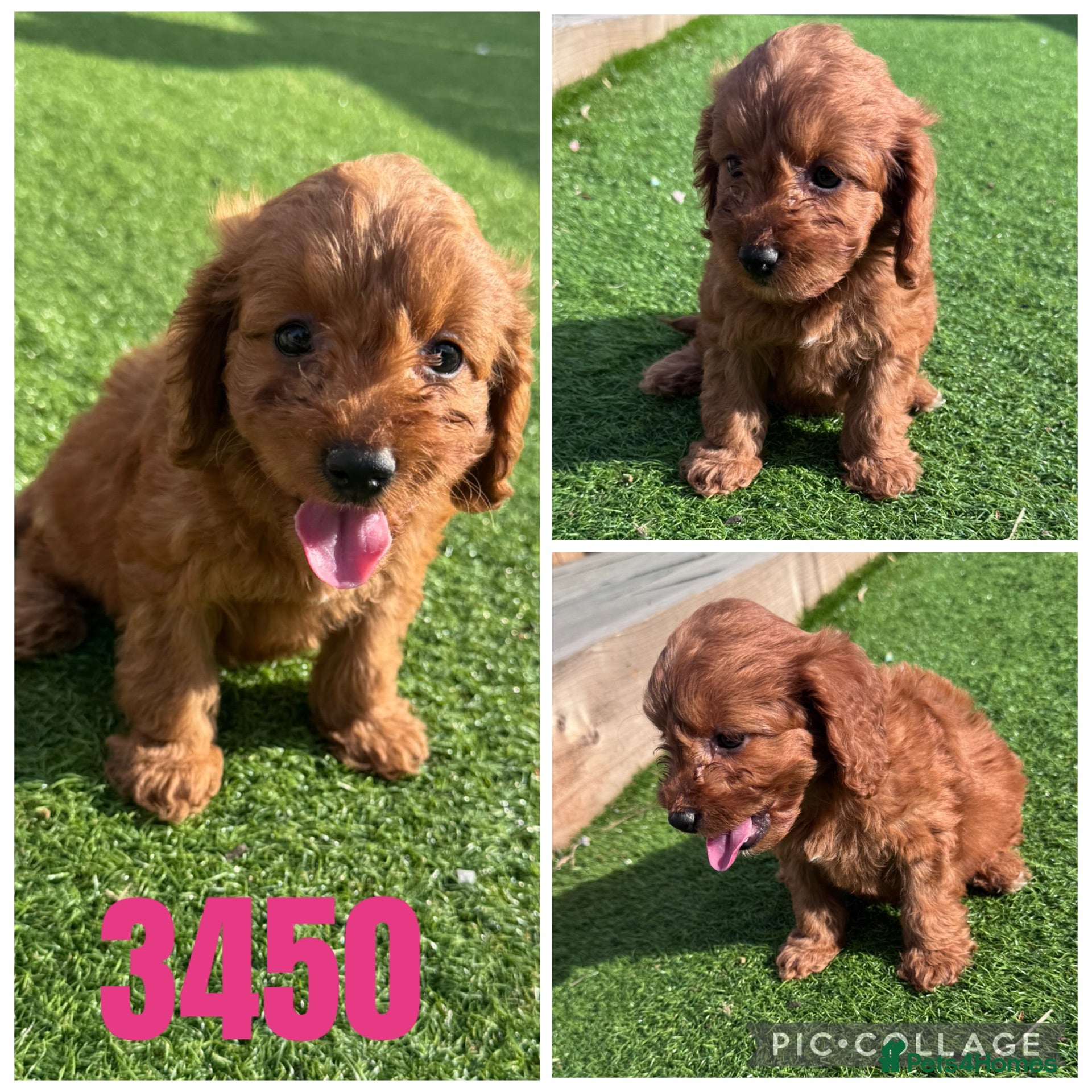 Cockapoo dogs Beautiful F1 TOY Cockapoos - Advert 1