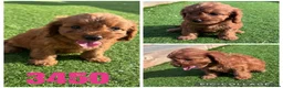 Cockapoo dogs for sale: Beautiful F1 TOY Cockapoos - Advert 1