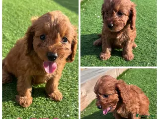 Cockapoo dogs Beautiful F1 TOY Cockapoos - Advert 1