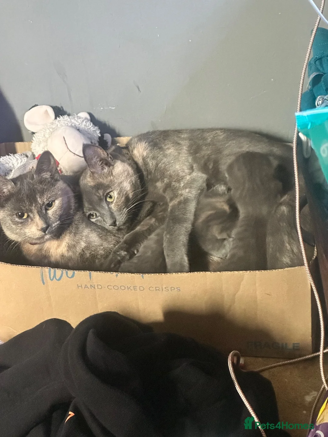 Mixed Breed cats for sale: 2 female cats to regime  in Princes Risborough - Advert 2