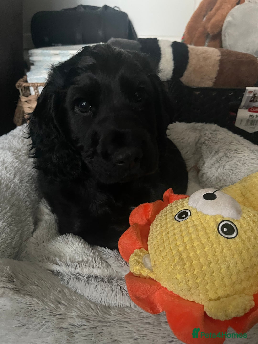 Cocker Spaniel dogs for sale: 10 week old male Cocker Spaniel  - Advert 3