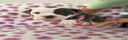 Old Tyme Bulldog dogs for sale: EXQUISITE Old tyme English bulldog puppies  - Advert 18