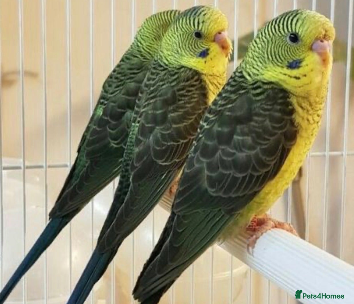 Budgerigars birds Beautiful Baby Budgies .& Cages Various. Mutations - Advert 2