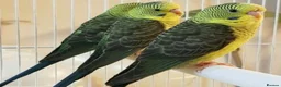 Budgerigars birds for sale: Beautiful Baby Budgies .& Cages Various. Mutations - Advert 2